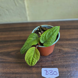 #B30 Anthurium Radicans