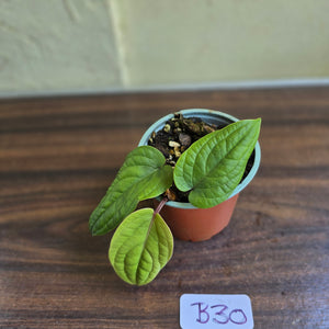 #B30 Anthurium Radicans