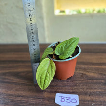 Load image into Gallery viewer, #B30 Anthurium Radicans