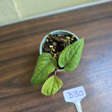 Load image into Gallery viewer, #B30 Anthurium Radicans