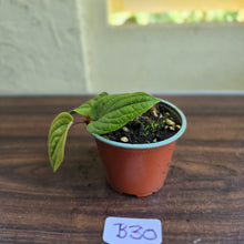 Load image into Gallery viewer, #B30 Anthurium Radicans