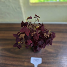 Load image into Gallery viewer, #B97 Oxalis Hedysaroides / Fire Fern
