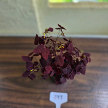 Load image into Gallery viewer, #B97 Oxalis Hedysaroides / Fire Fern
