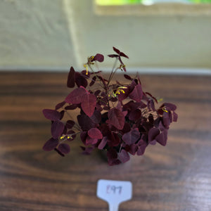 #B97 Oxalis Hedysaroides / Fire Fern