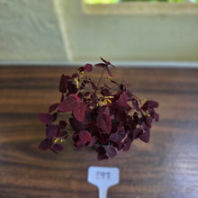 Load image into Gallery viewer, #B97 Oxalis Hedysaroides / Fire Fern