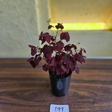 Load image into Gallery viewer, #B97 Oxalis Hedysaroides / Fire Fern
