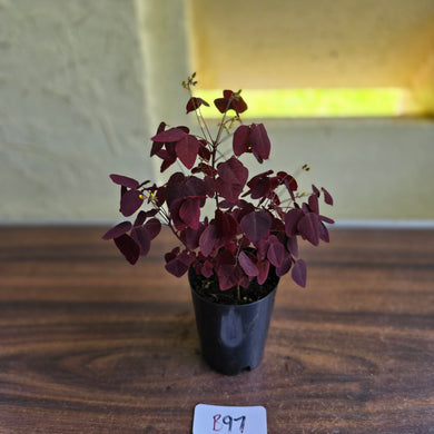#B97 Oxalis Hedysaroides / Fire Fern