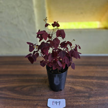 Load image into Gallery viewer, #B97 Oxalis Hedysaroides / Fire Fern