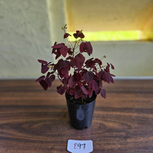 #B97 Oxalis Hedysaroides / Fire Fern