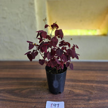 Load image into Gallery viewer, #B97 Oxalis Hedysaroides / Fire Fern