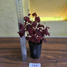 Load image into Gallery viewer, #B97 Oxalis Hedysaroides / Fire Fern