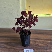 Load image into Gallery viewer, #B97 Oxalis Hedysaroides / Fire Fern