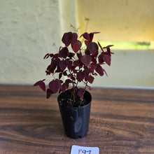 Load image into Gallery viewer, #B97 Oxalis Hedysaroides / Fire Fern