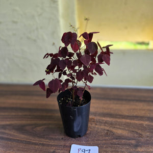 #B97 Oxalis Hedysaroides / Fire Fern