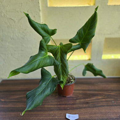 #B110 Large Anthurium Truncicola x Dark Night