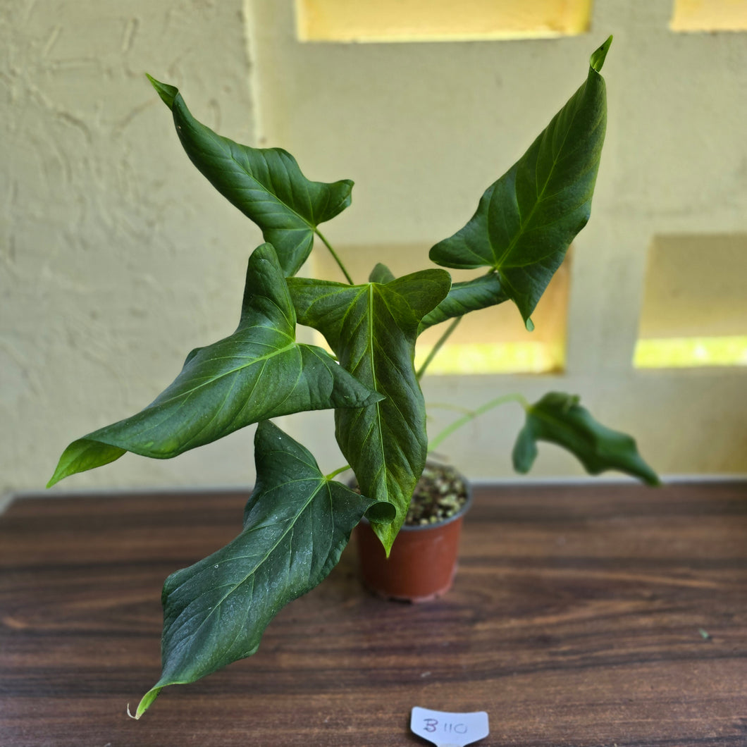 #B110 Large Anthurium Truncicola x Dark Night