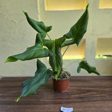 Load image into Gallery viewer, #B110 Large Anthurium Truncicola x Dark Night