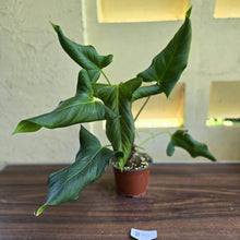 Load image into Gallery viewer, #B110 Large Anthurium Truncicola x Dark Night