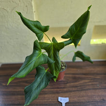 Load image into Gallery viewer, #B110 Large Anthurium Truncicola x Dark Night
