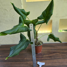 Load image into Gallery viewer, #B110 Large Anthurium Truncicola x Dark Night