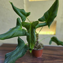 Load image into Gallery viewer, #B110 Large Anthurium Truncicola x Dark Night