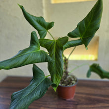 Load image into Gallery viewer, #B110 Large Anthurium Truncicola x Dark Night