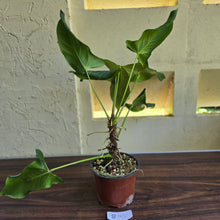 Load image into Gallery viewer, #B110 Large Anthurium Truncicola x Dark Night