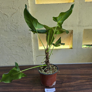 #B110 Large Anthurium Truncicola x Dark Night