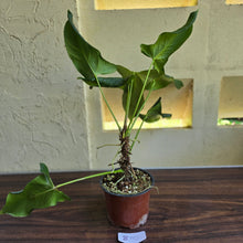 Load image into Gallery viewer, #B110 Large Anthurium Truncicola x Dark Night