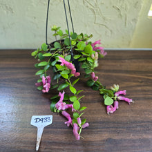 Load image into Gallery viewer, #D933 Aeschynanthus Thai Pink