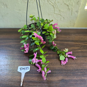 #D933 Aeschynanthus Thai Pink