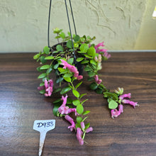 Load image into Gallery viewer, #D933 Aeschynanthus Thai Pink