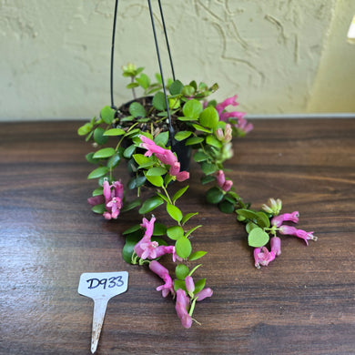 #D933 Aeschynanthus Thai Pink