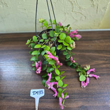 Load image into Gallery viewer, #D933 Aeschynanthus Thai Pink