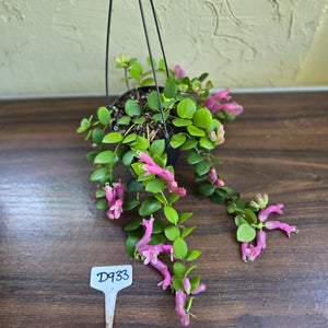 #D933 Aeschynanthus Thai Pink