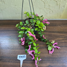 Load image into Gallery viewer, #D933 Aeschynanthus Thai Pink