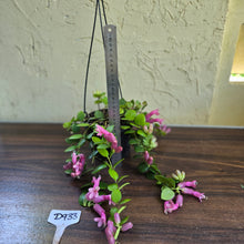 Load image into Gallery viewer, #D933 Aeschynanthus Thai Pink