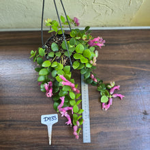 Load image into Gallery viewer, #D933 Aeschynanthus Thai Pink