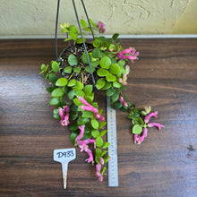 Load image into Gallery viewer, #D933 Aeschynanthus Thai Pink