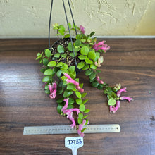Load image into Gallery viewer, #D933 Aeschynanthus Thai Pink