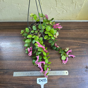 #D933 Aeschynanthus Thai Pink