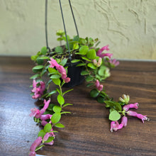 Load image into Gallery viewer, #D933 Aeschynanthus Thai Pink