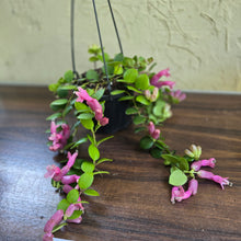 Load image into Gallery viewer, #D933 Aeschynanthus Thai Pink