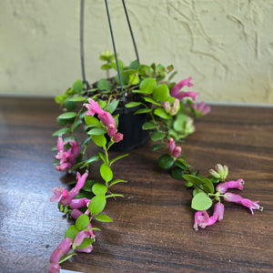#D933 Aeschynanthus Thai Pink