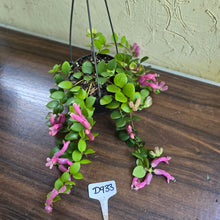 Load image into Gallery viewer, #D933 Aeschynanthus Thai Pink