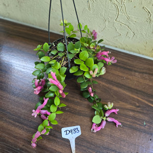 #D933 Aeschynanthus Thai Pink