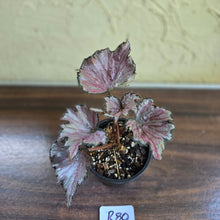 Load image into Gallery viewer, #R80 Begonia Unknown