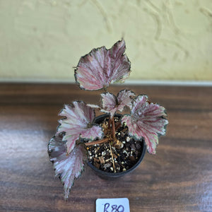 #R80 Begonia Unknown