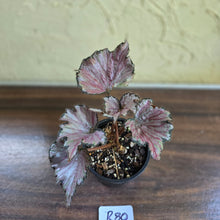 Load image into Gallery viewer, #R80 Begonia Unknown