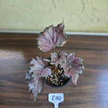 Load image into Gallery viewer, #R80 Begonia Unknown